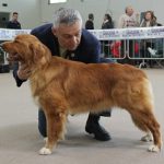 Nova-Scotia-Duck-Tolling-Retriever-red-pepper-toller-cuccioli-elvis-06