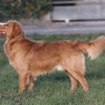 Nova-Scotia-Duck-Tolling-Retriever-red-pepper-toller-joy