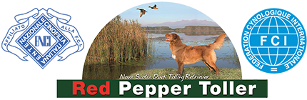 redpeppertoller.com