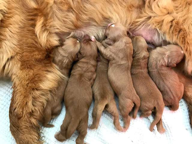 cuccioli red pepper toller marzo 2020
